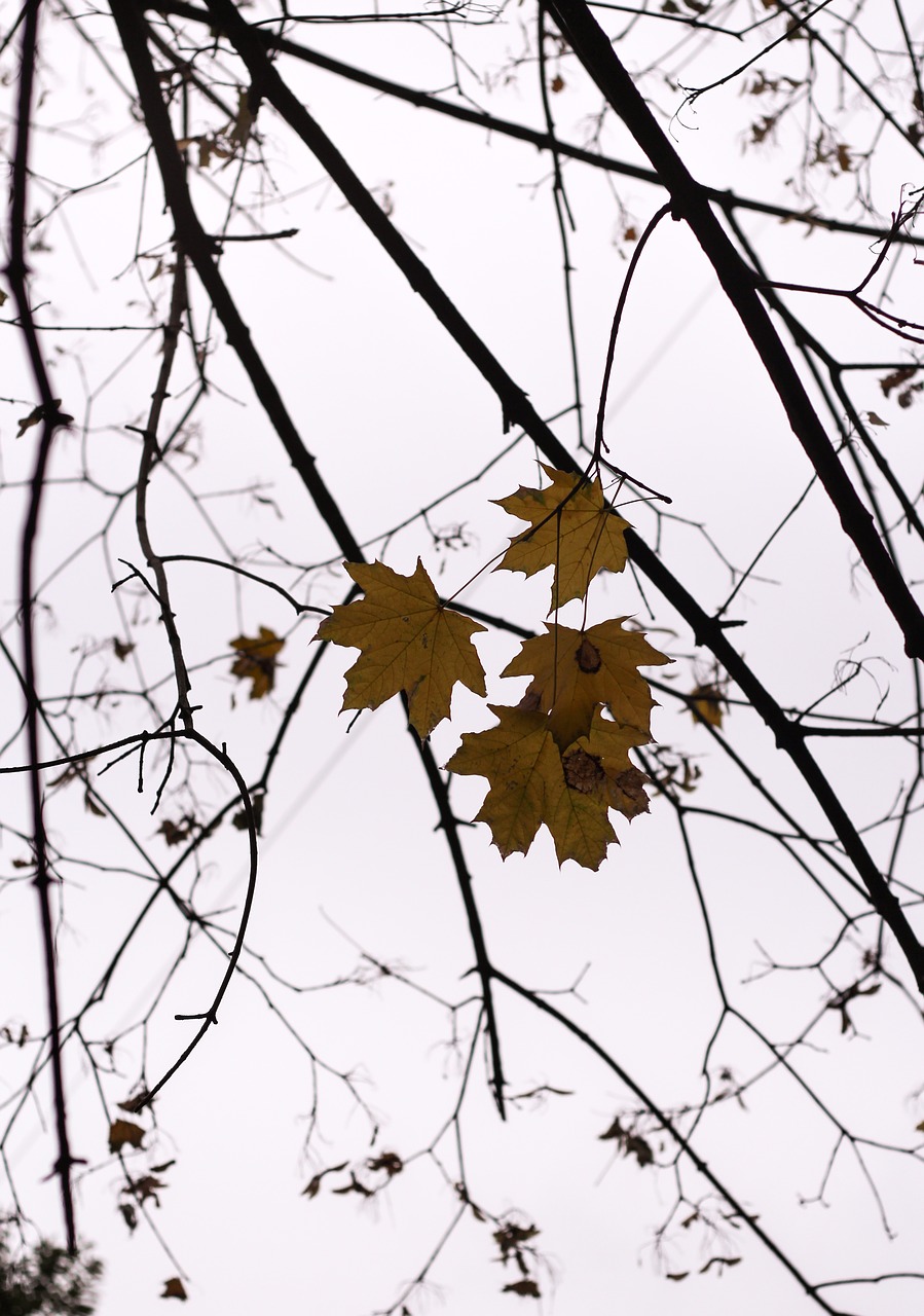 Image - the leaves gold cold tree light