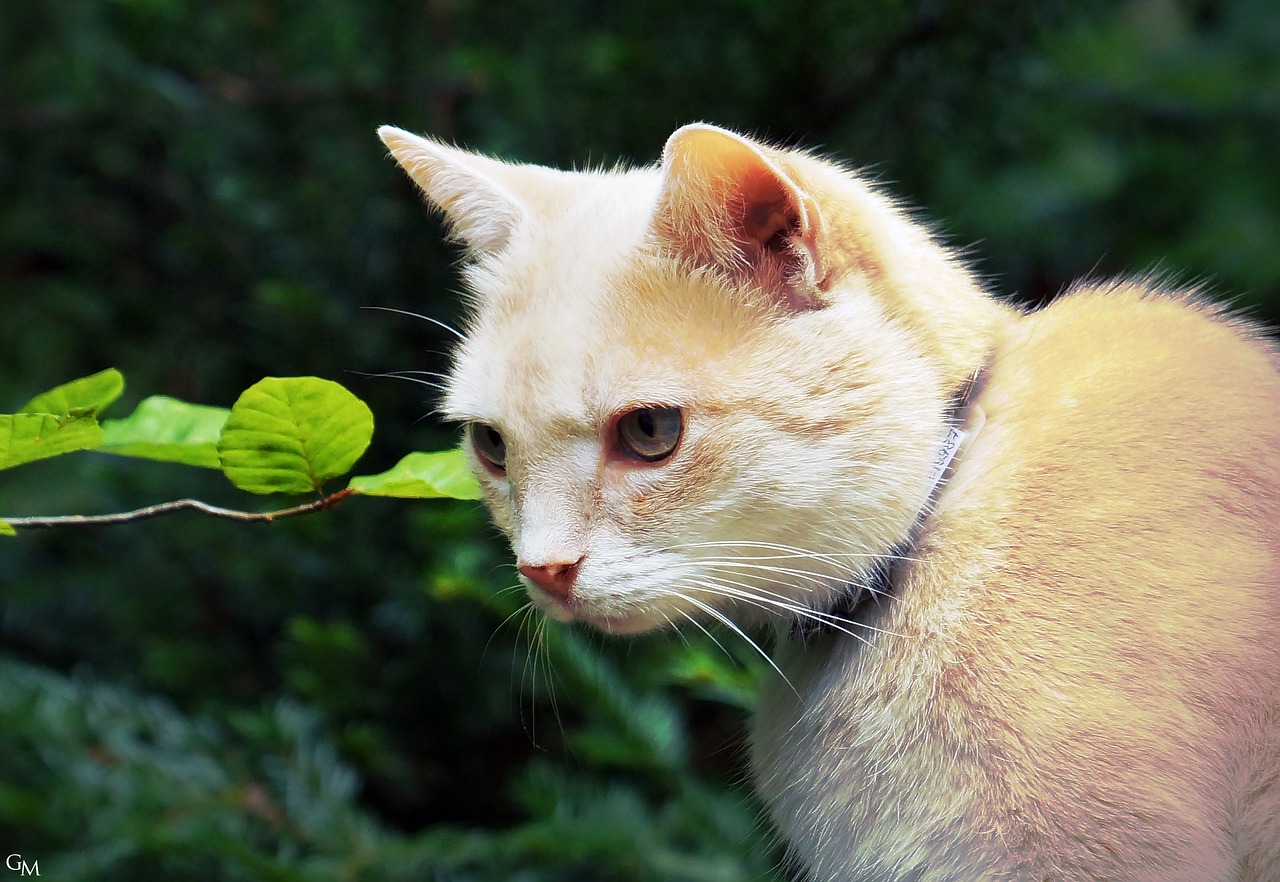 Image - cat furry red tomcat mieze pet