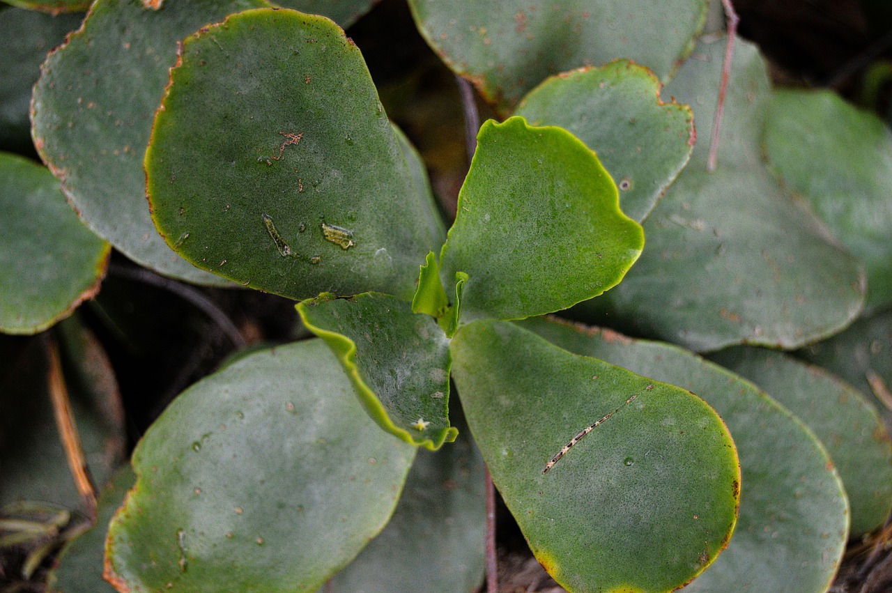 Image - gross floor succulent plant