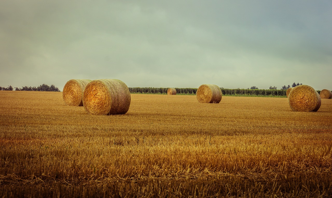 Image - cornfield vintage summer nature