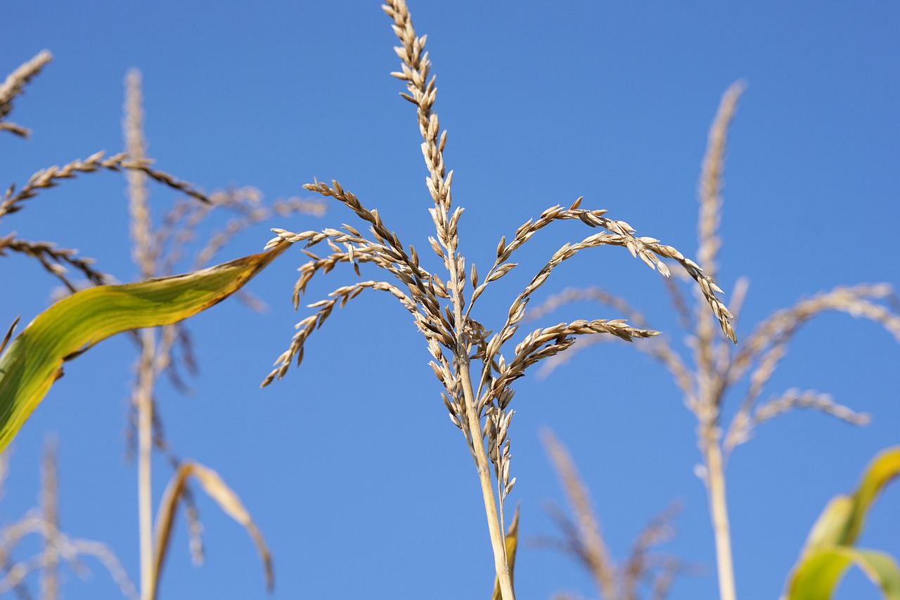 Image - corn plant field sky summer