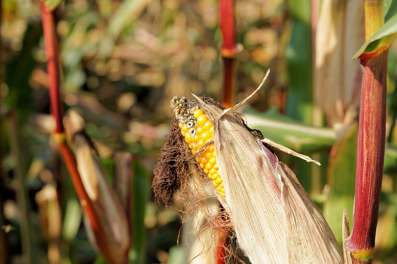 Image - corn piston harvest plant summer