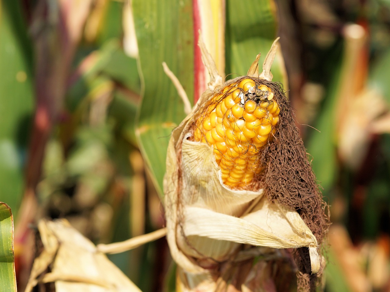 Image - corn piston field plant summer