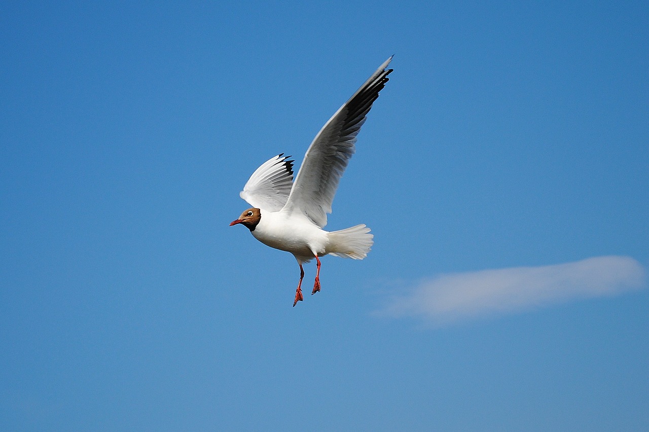 Image - seagull fly bird coast