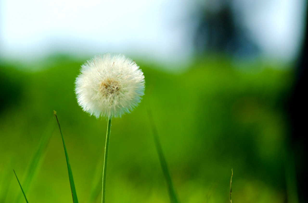 Image - flower dandelion nature photo