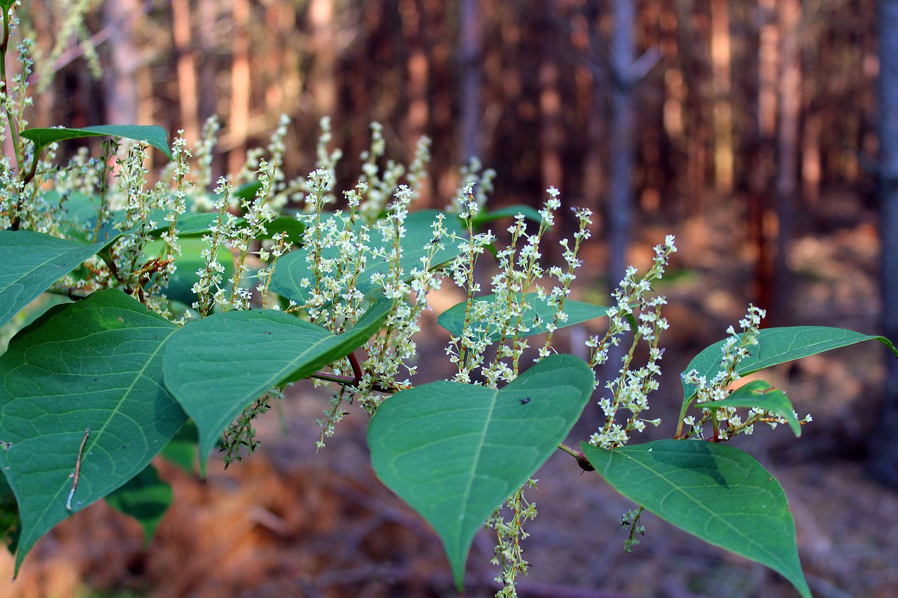 Image - forest plants bush forest forest