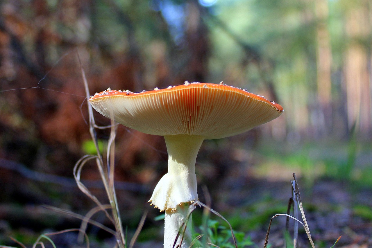 Image - fly agaric red poisonous mushrooms