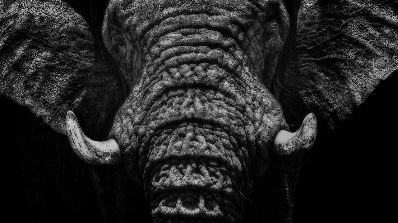 Image - elephant close up black and white