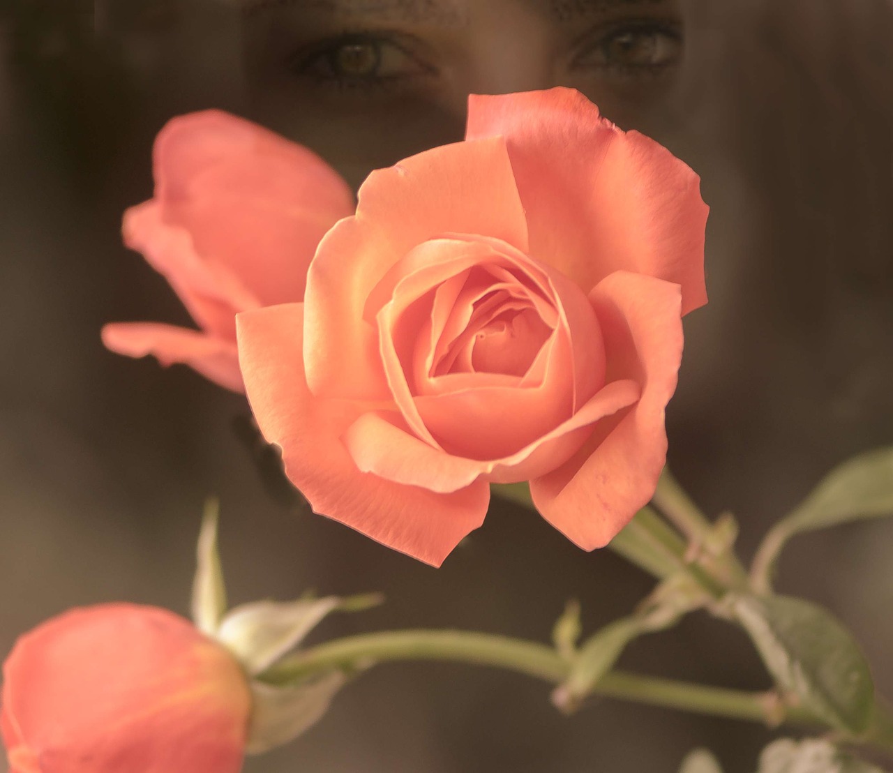 Image - double exposure rose apricot eyes