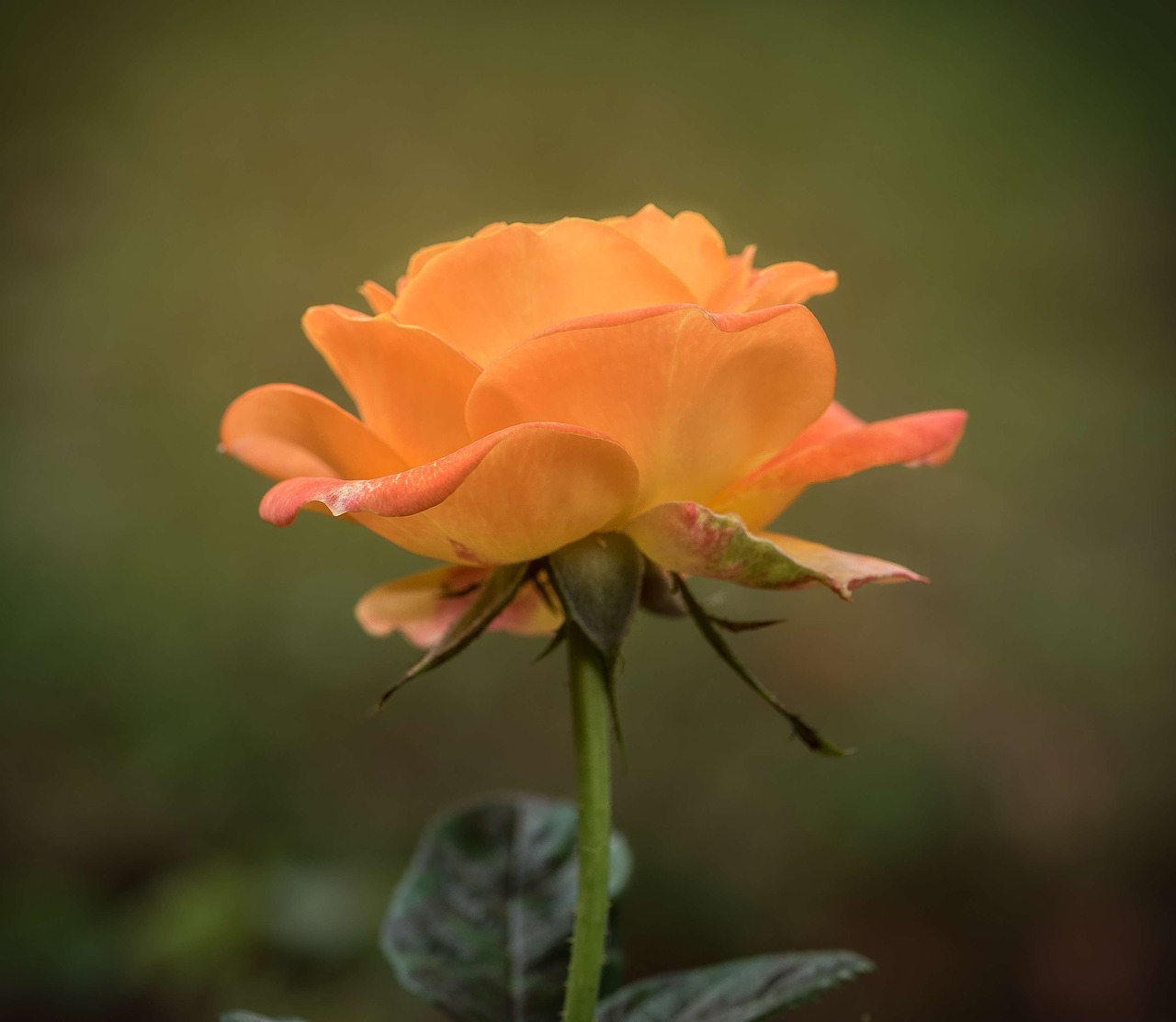 Image - rose single orange floral romantic