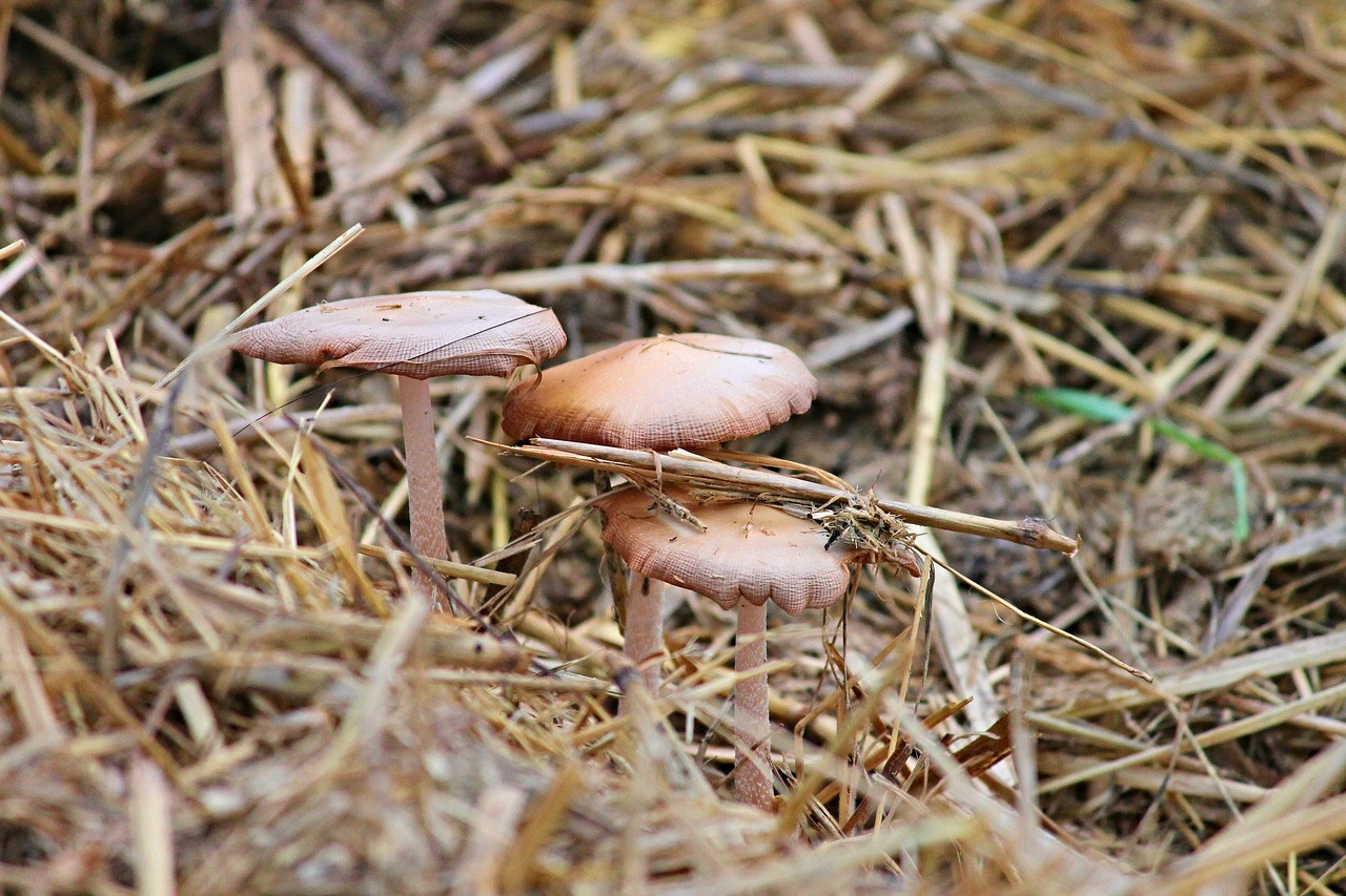 Image - mushrooms screen mushrooms straw