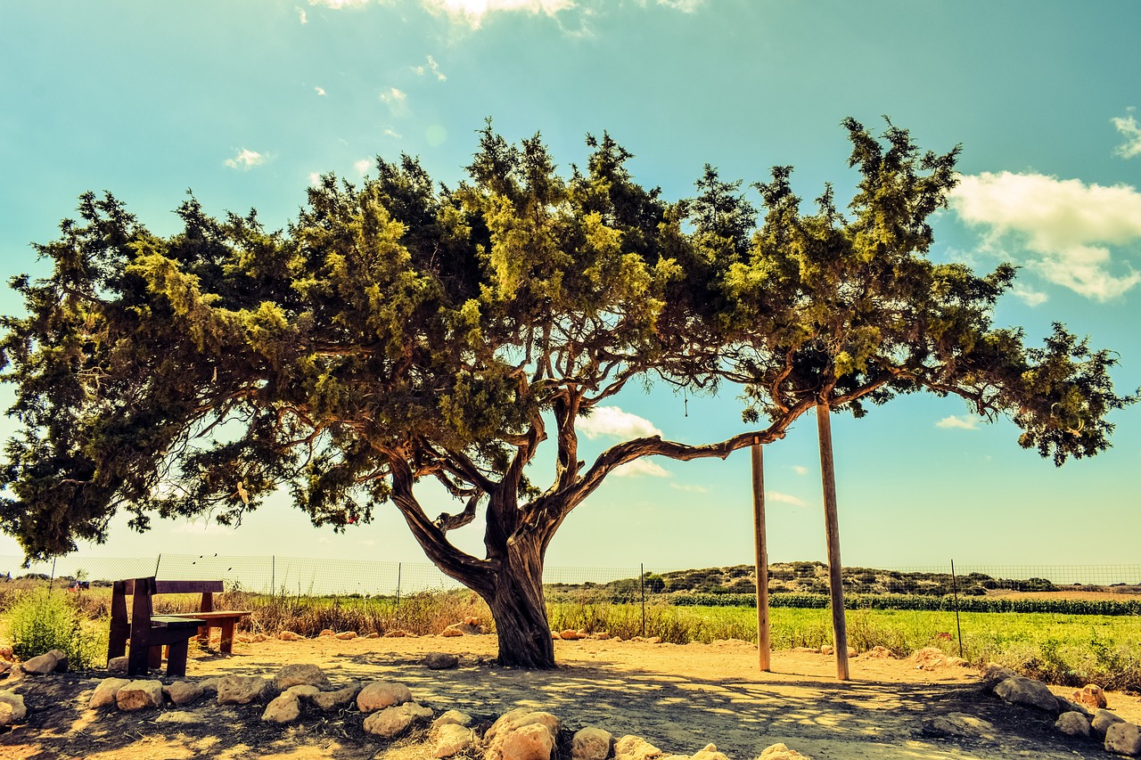 Image - cyprus cavo greko tree lonely