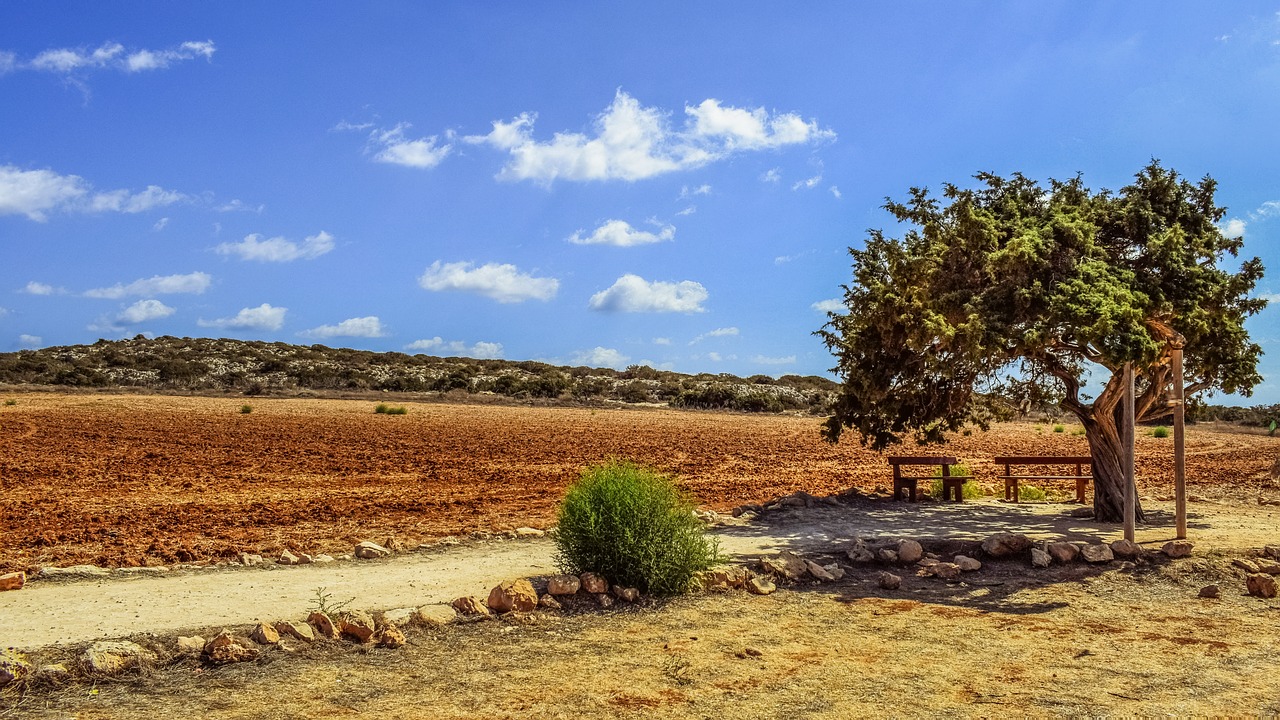 Image - cyprus cavo greko tree lonely