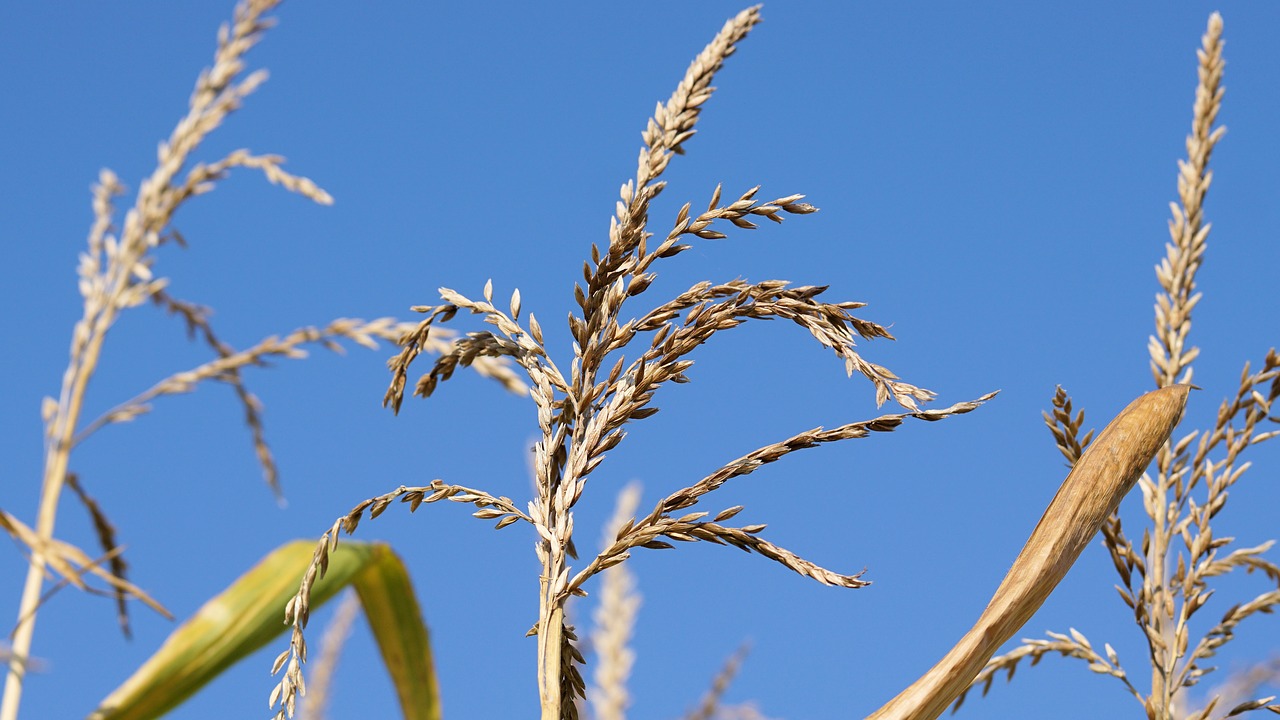 Image - corn cornfield plant field sky