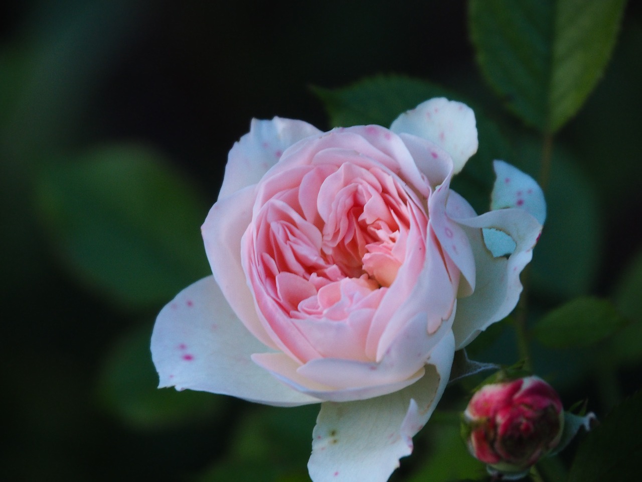 Image - rose blossom bloom faded