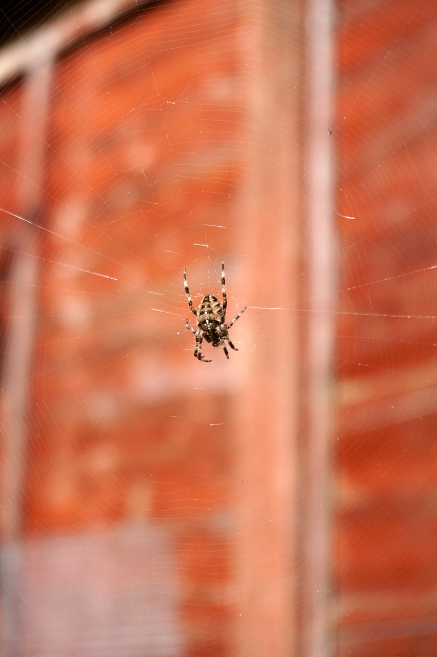 Image - spider web insect nature spiderweb