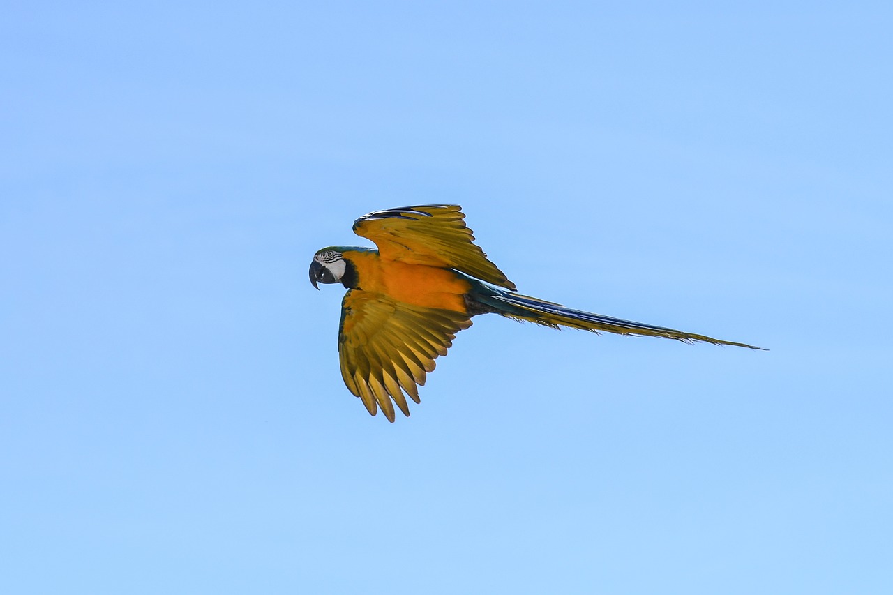 Image - parrot blue macaw fly bird wing