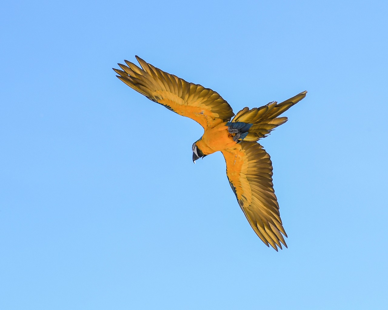 Image - parrot blue macaw fly bird wing