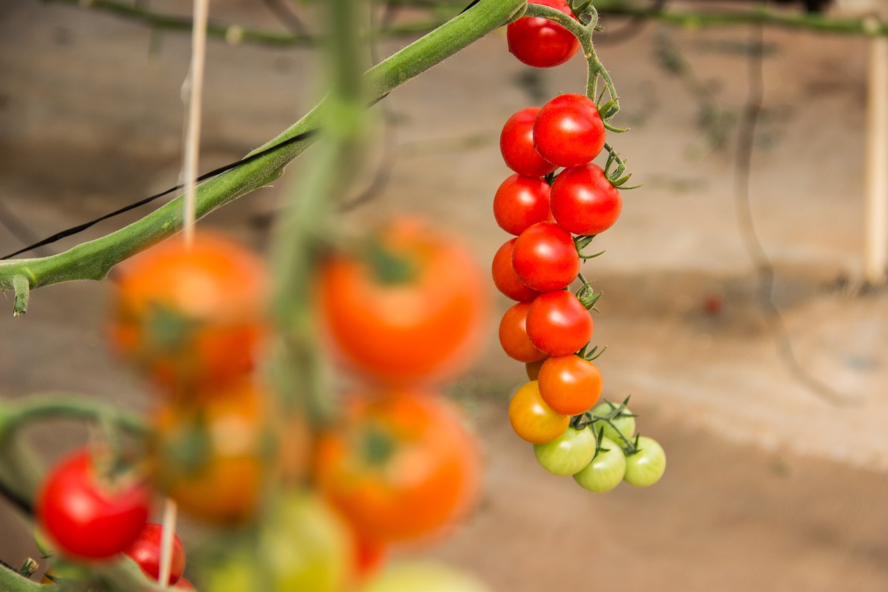 Image - tomato vegetables ingredient