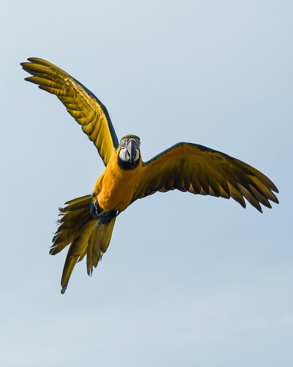 Image - parrot blue macaw fly bird wing