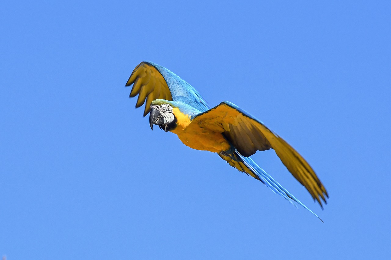 Image - parrot blue macaw fly bird wing