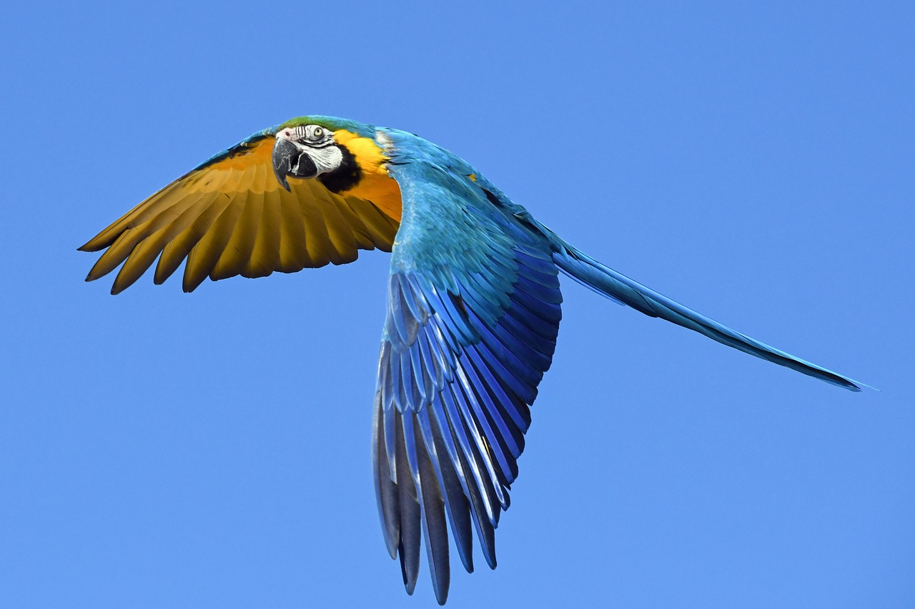 Image - parrot blue macaw fly bird wing