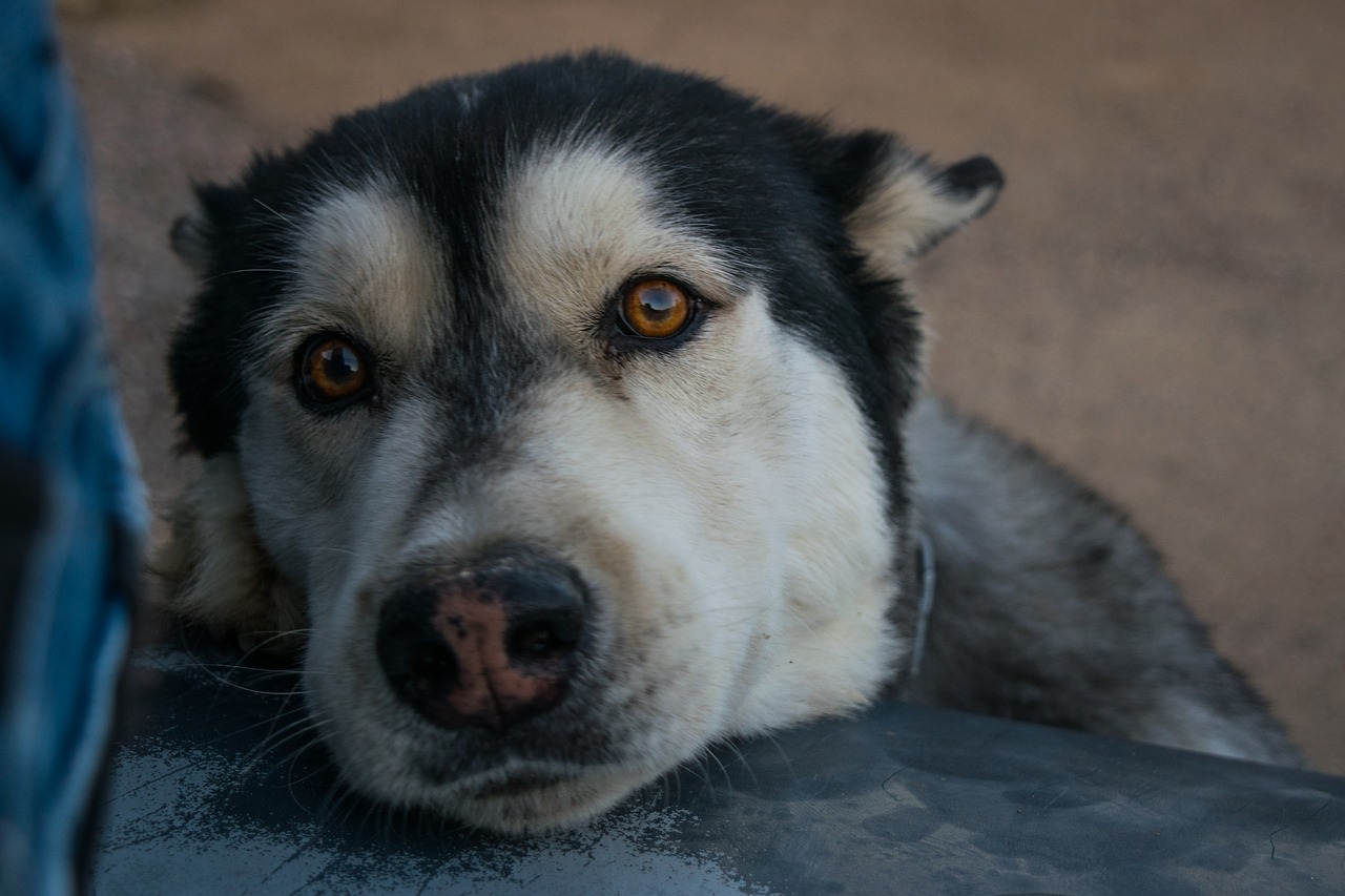 Image - portrait dog look pet friend