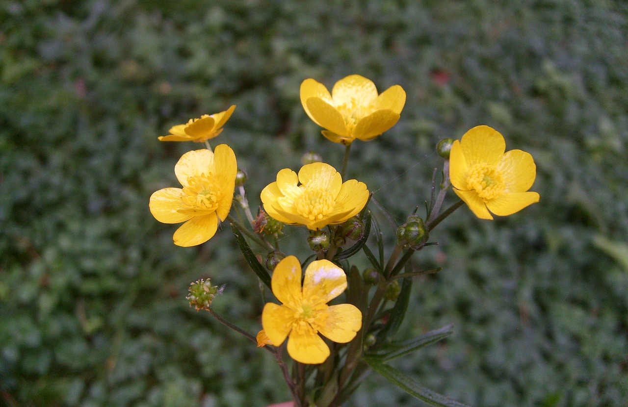 Image - kaczeniec flower nature