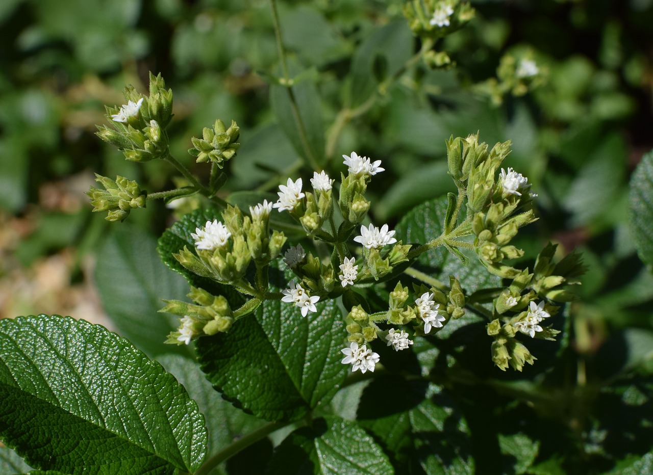 Image - stevia flowers against rose leaves