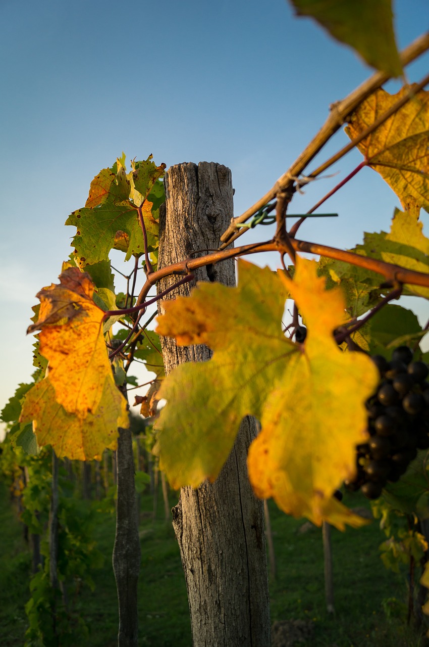 Image - vineyard wood pillar red grape