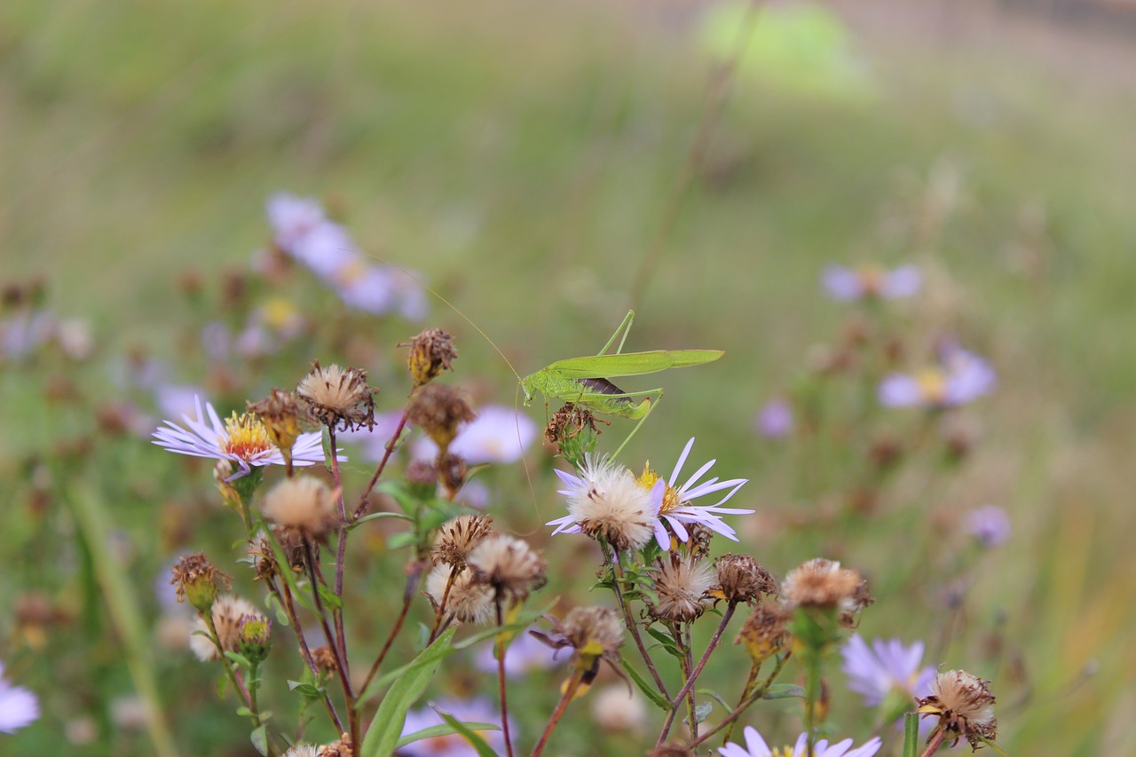 Image - autumn plants nature grasshopper