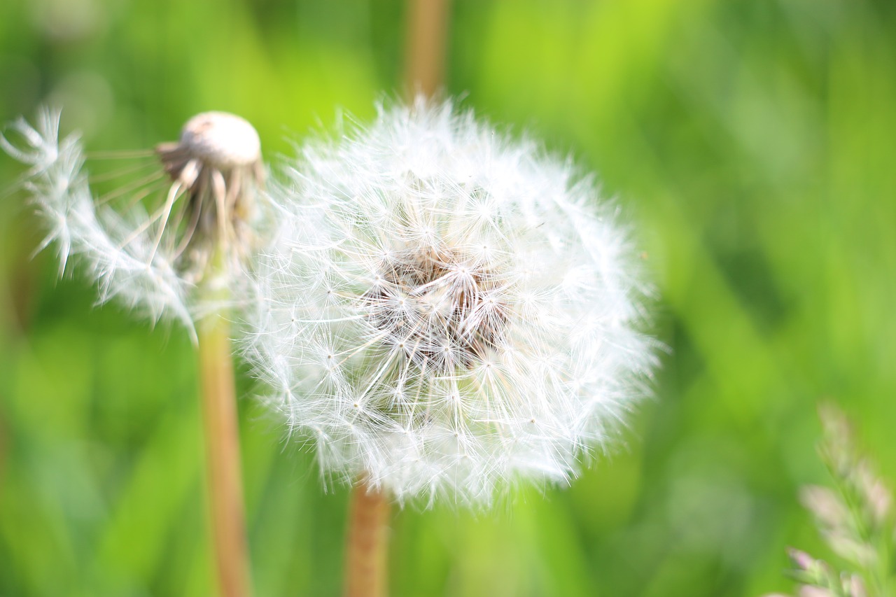 Image - dandelion fluff of a dandelion