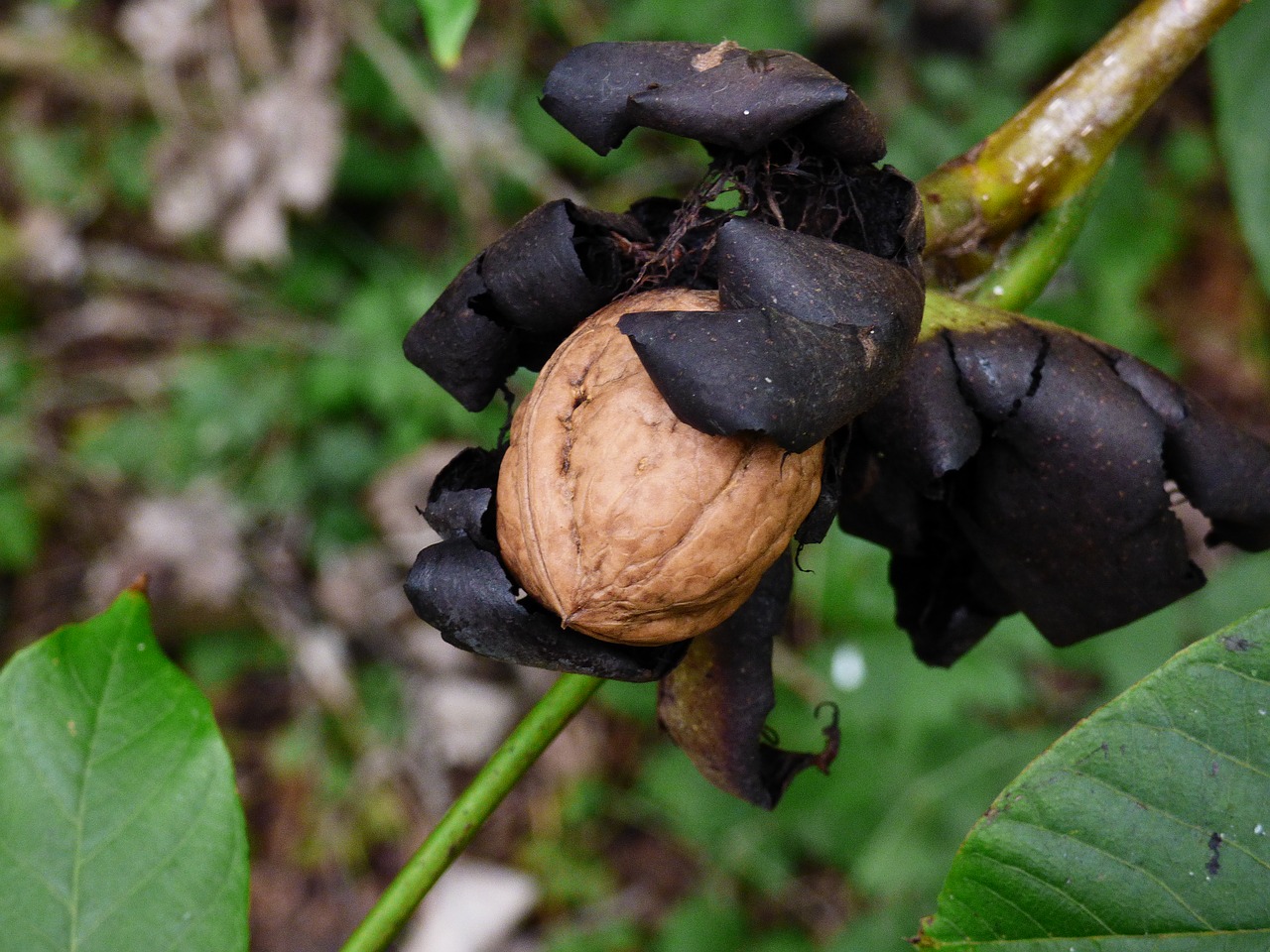 Image - walnut tree nature autumn forest