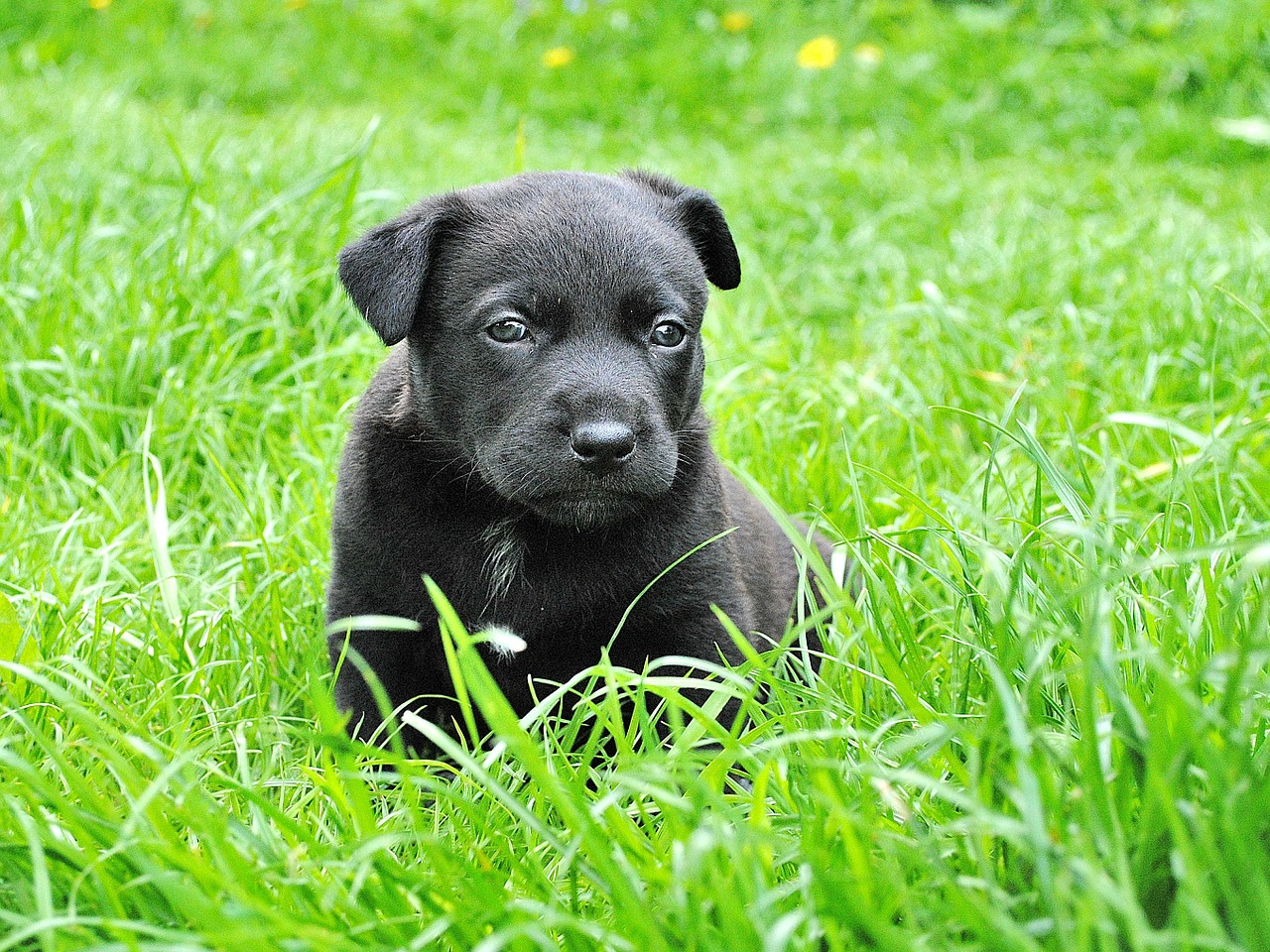 Image - dog puppy animal portrait small dog