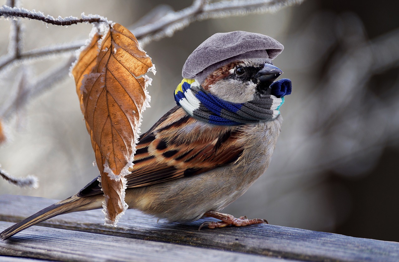 Image - sparrow frost feather plumage cold