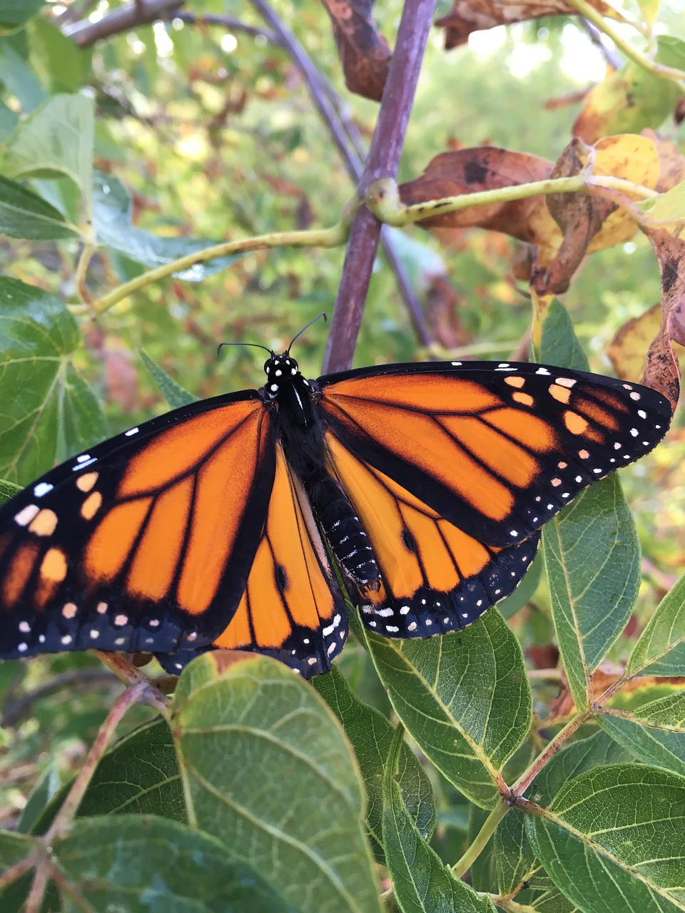 Image - monarch butterfly wings