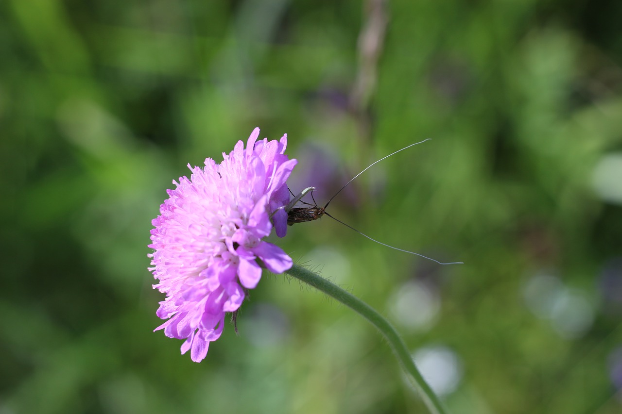 Image - flower summer insect mustache