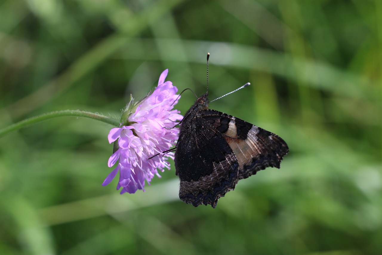 Image - flower summer butterfly chocolate