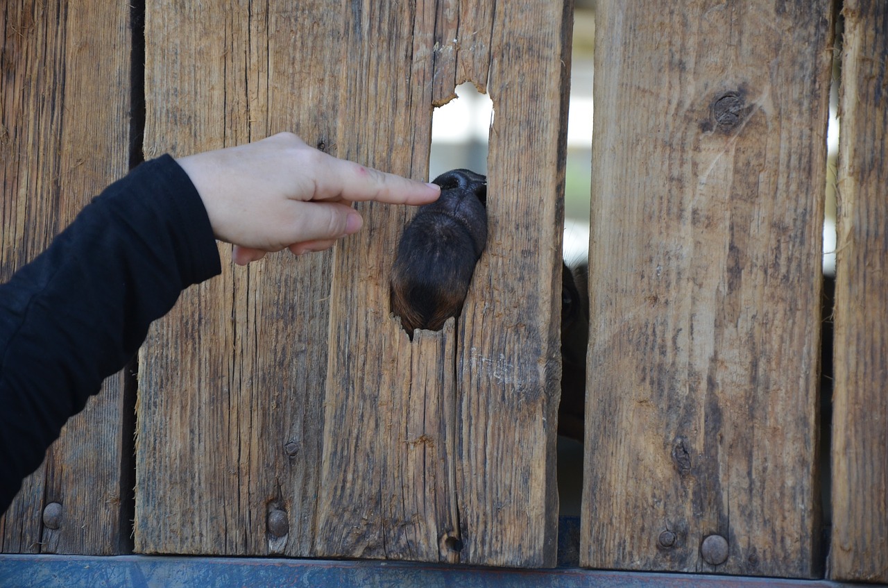 Image - goat finger fun farm