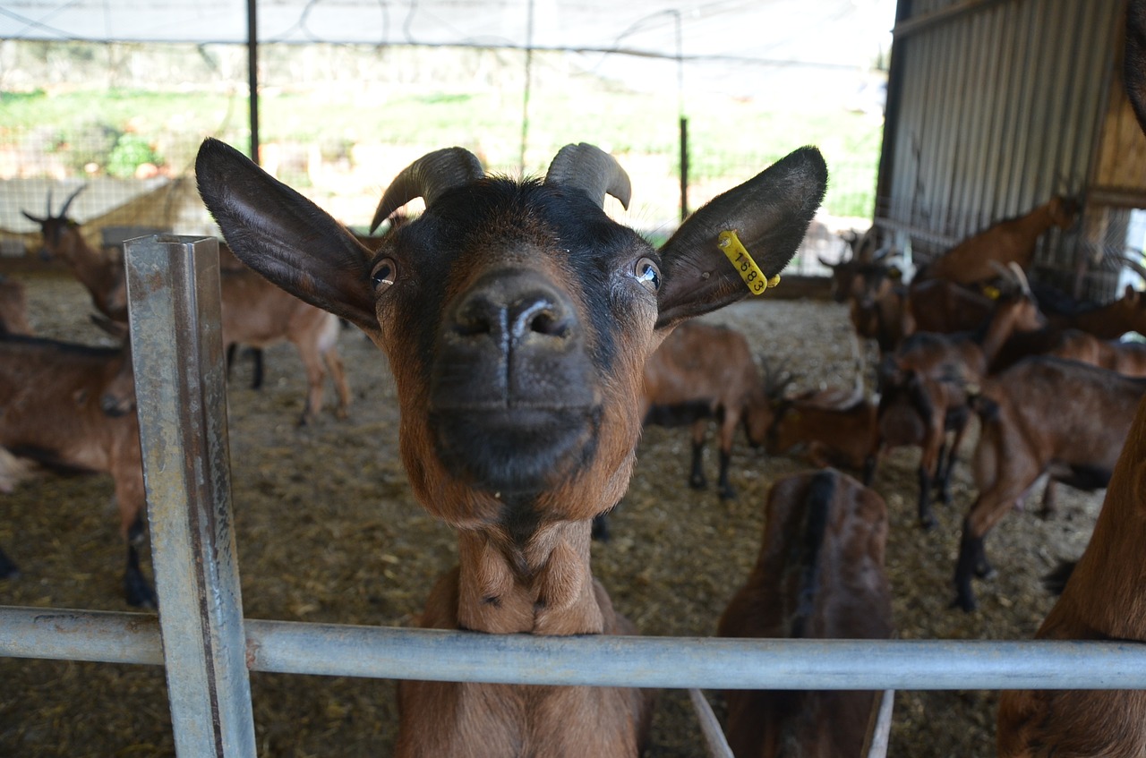 Image - goat fun farm animal