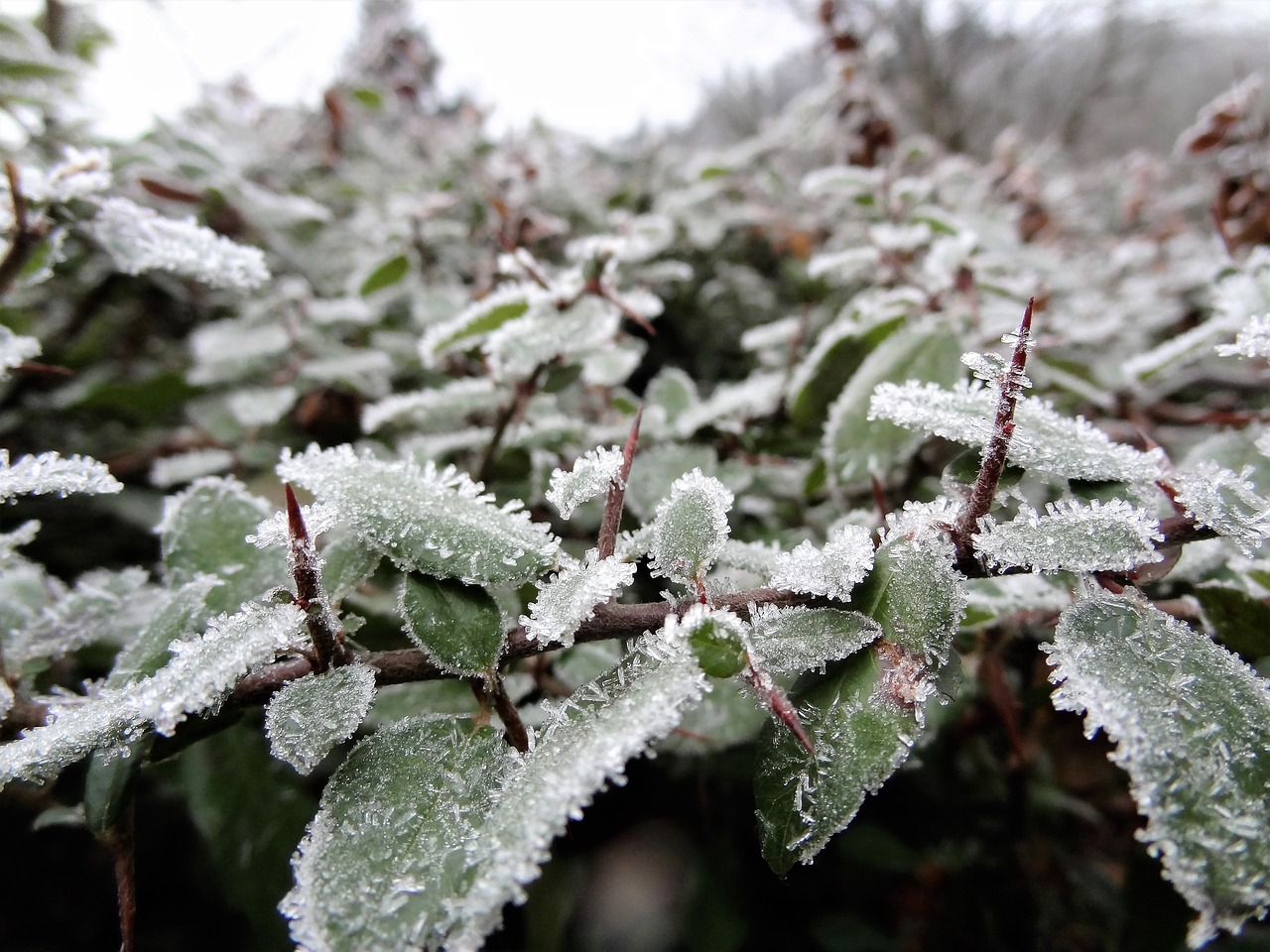 Image - winter rime bush frost nature