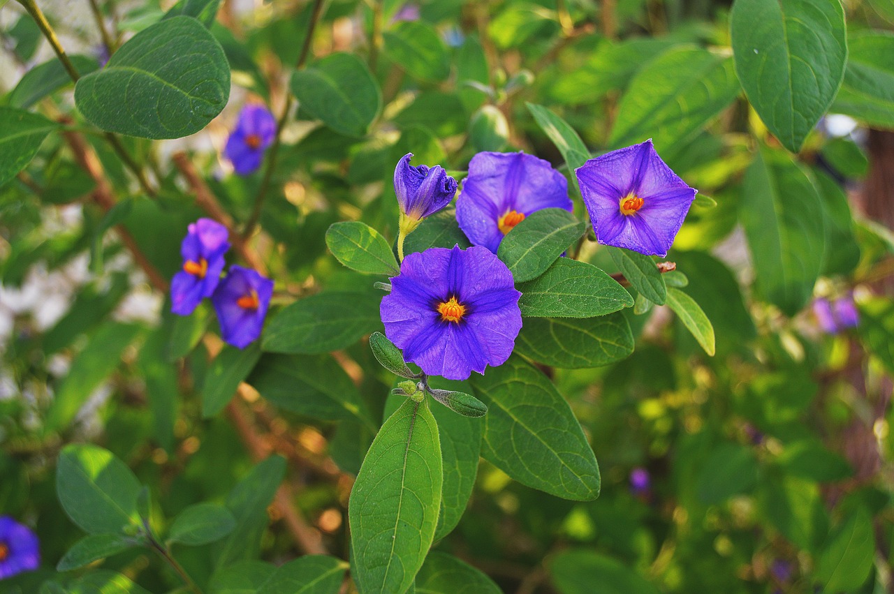 Image - flowers lilac fall flowers purple