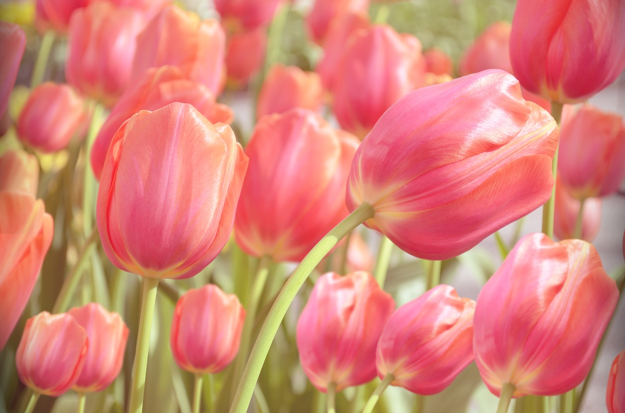 Image - tulip garden green nature spring