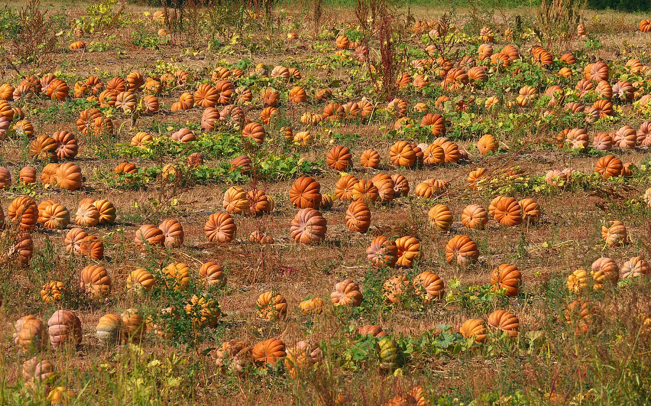 Image - nature field pumpkins plantation