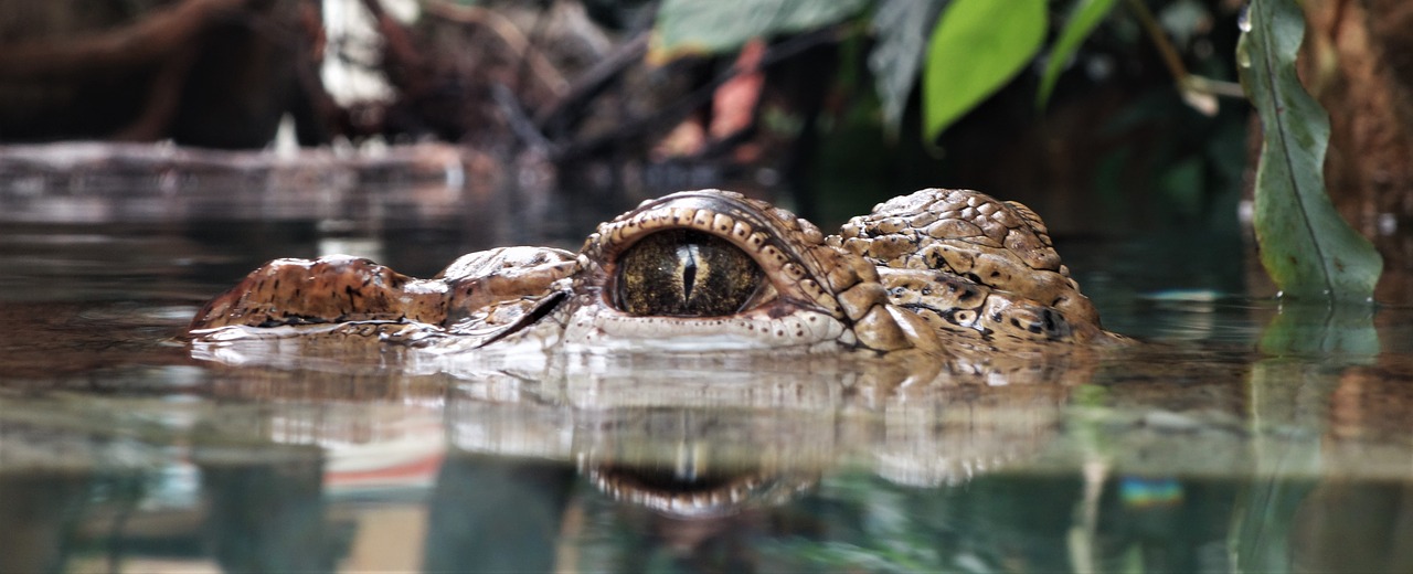 Image - crocodile eye wildlife animal