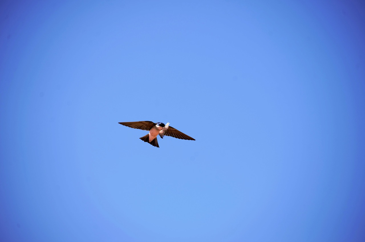 Image - swallow ave sky blue bird branch