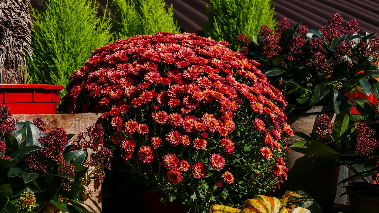 Image - fall pumpkin autumn garden flowers