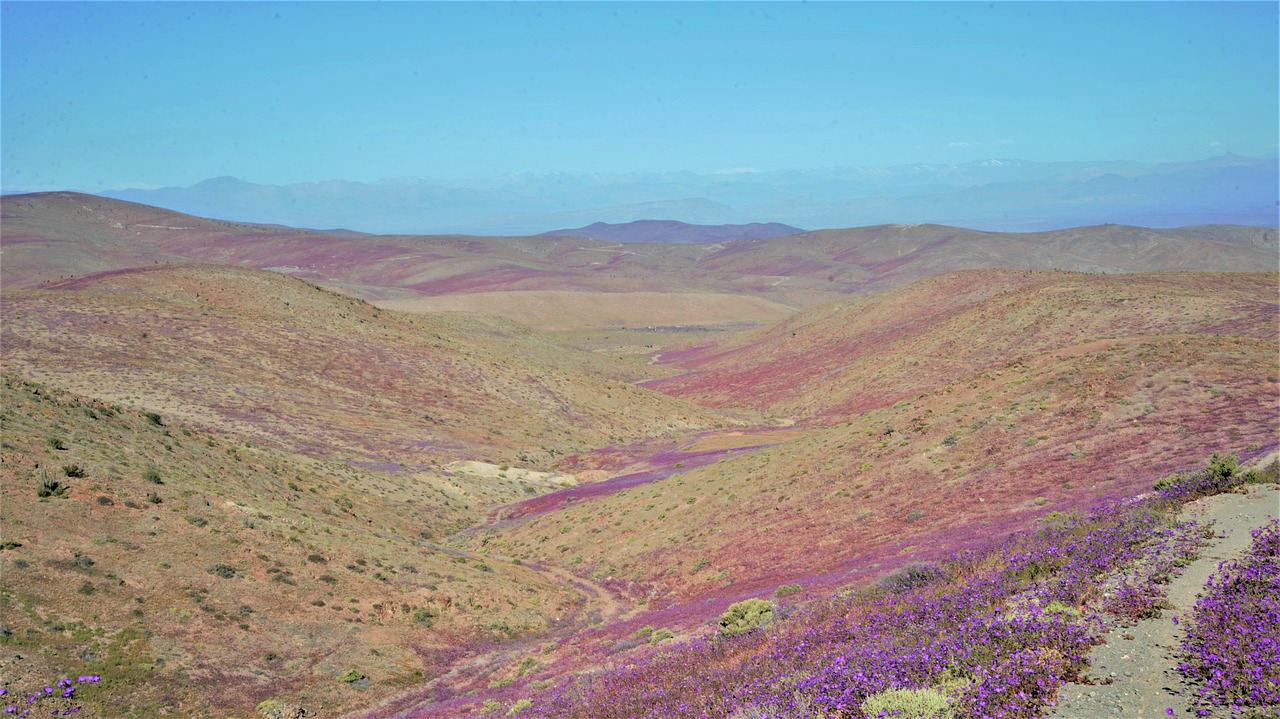 Image - flowering desert flowering purple