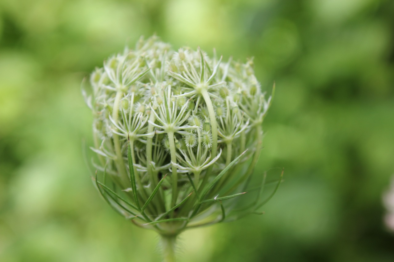 Image - nature wild flowers plant floral