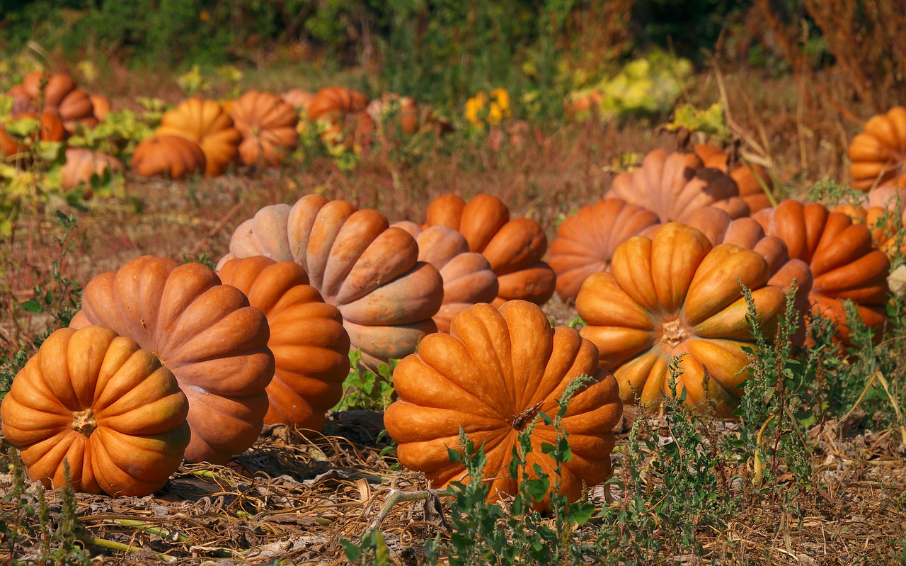 Image - nature pumpkins color field